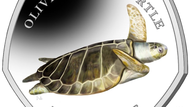 This Olive Ridley Turtle fifty pence wraps up the Sea Turtle series of coins issued for British Indian Ocean Territories and produced by the Pobjoy Mint.