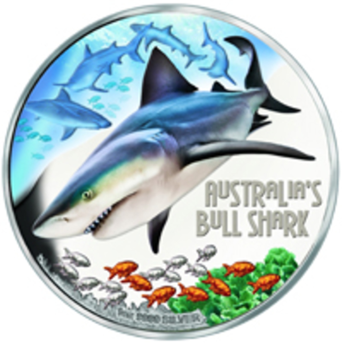 Australia Bull Shark