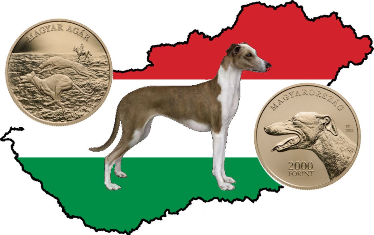 Originating in Hungary in the 9th century the Magyar Agar is a bit longer and stouter than other Greyhounds. Traditionally known as hunting dogs, they also make good watchdogs and perfect companions for today’s active lifestyle families.