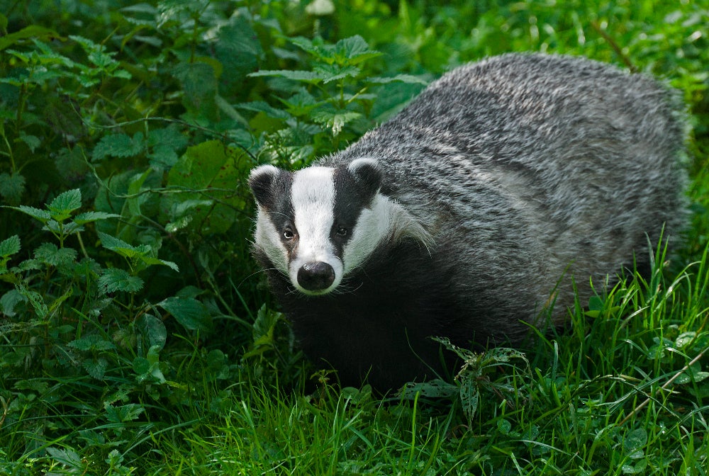 badgerfindscoins1.jpg